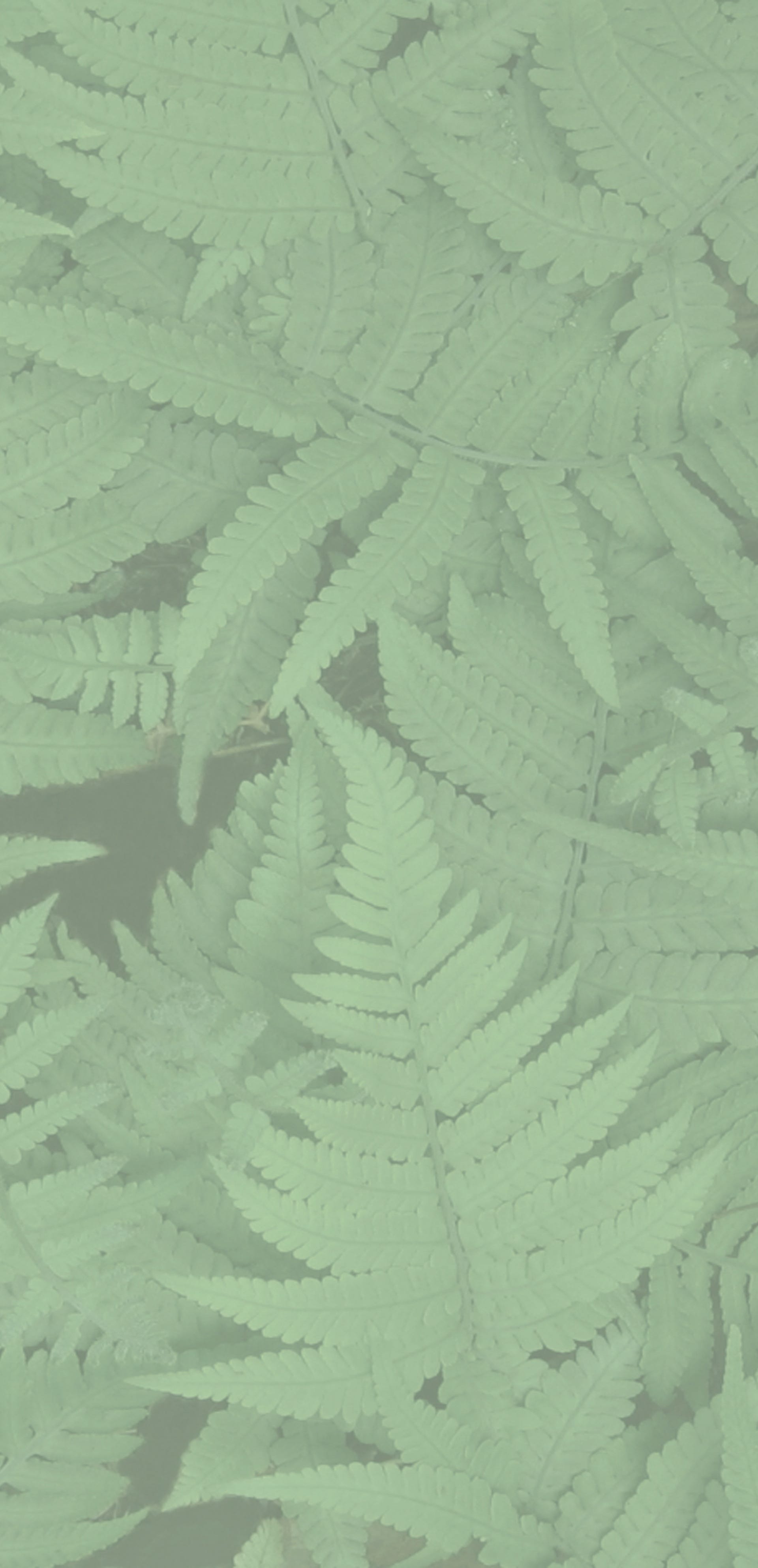 Fern