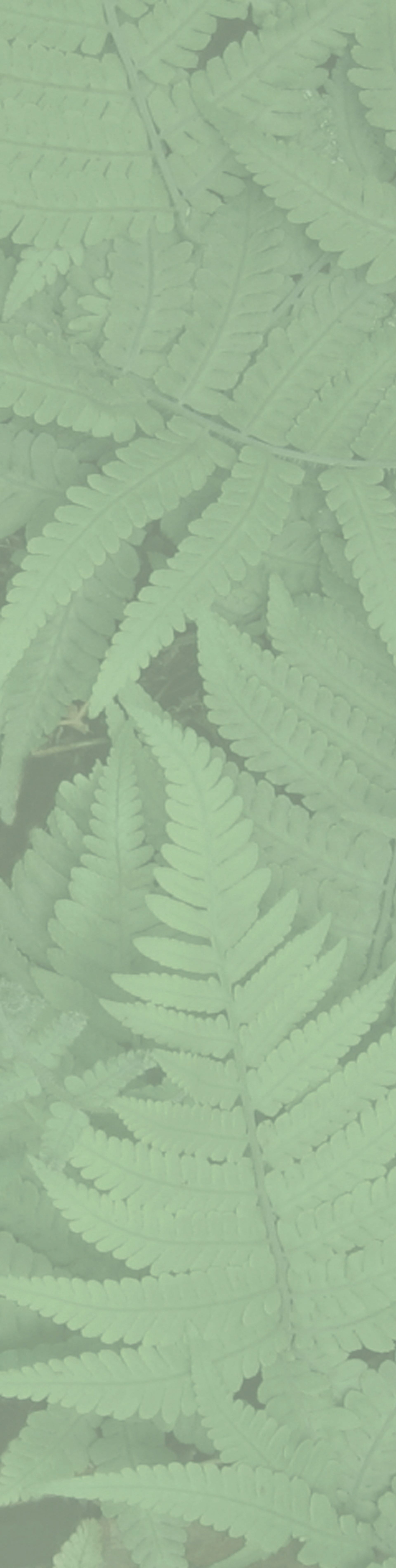 Fern